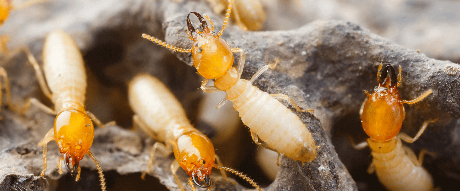Termite Control Md Dc Va