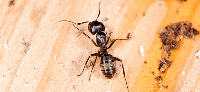 Carpenter Ant In Maryland Home