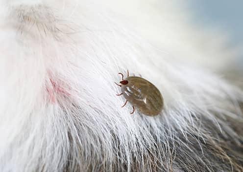 Tick Dangers To Pets