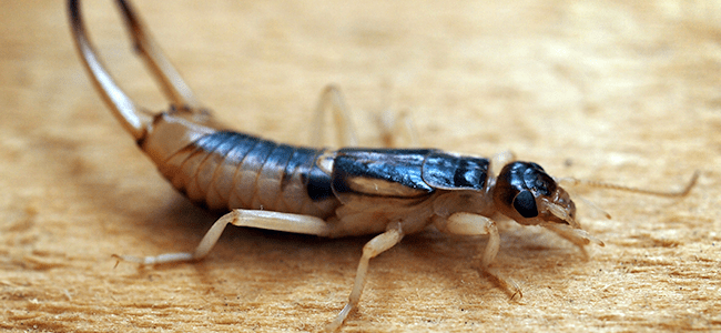 Earwig Prevention Tips For Maryland Residents