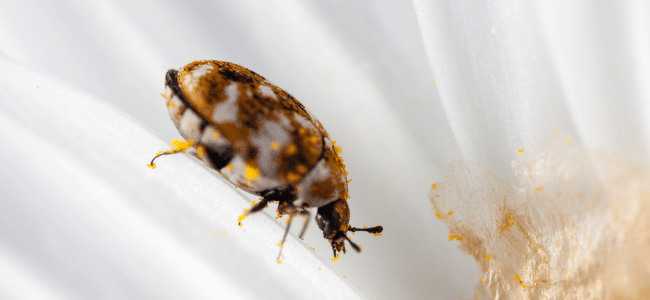 Carpet Beetle In Flower