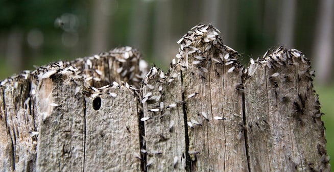 American Pest Stump Termite Swarmers T