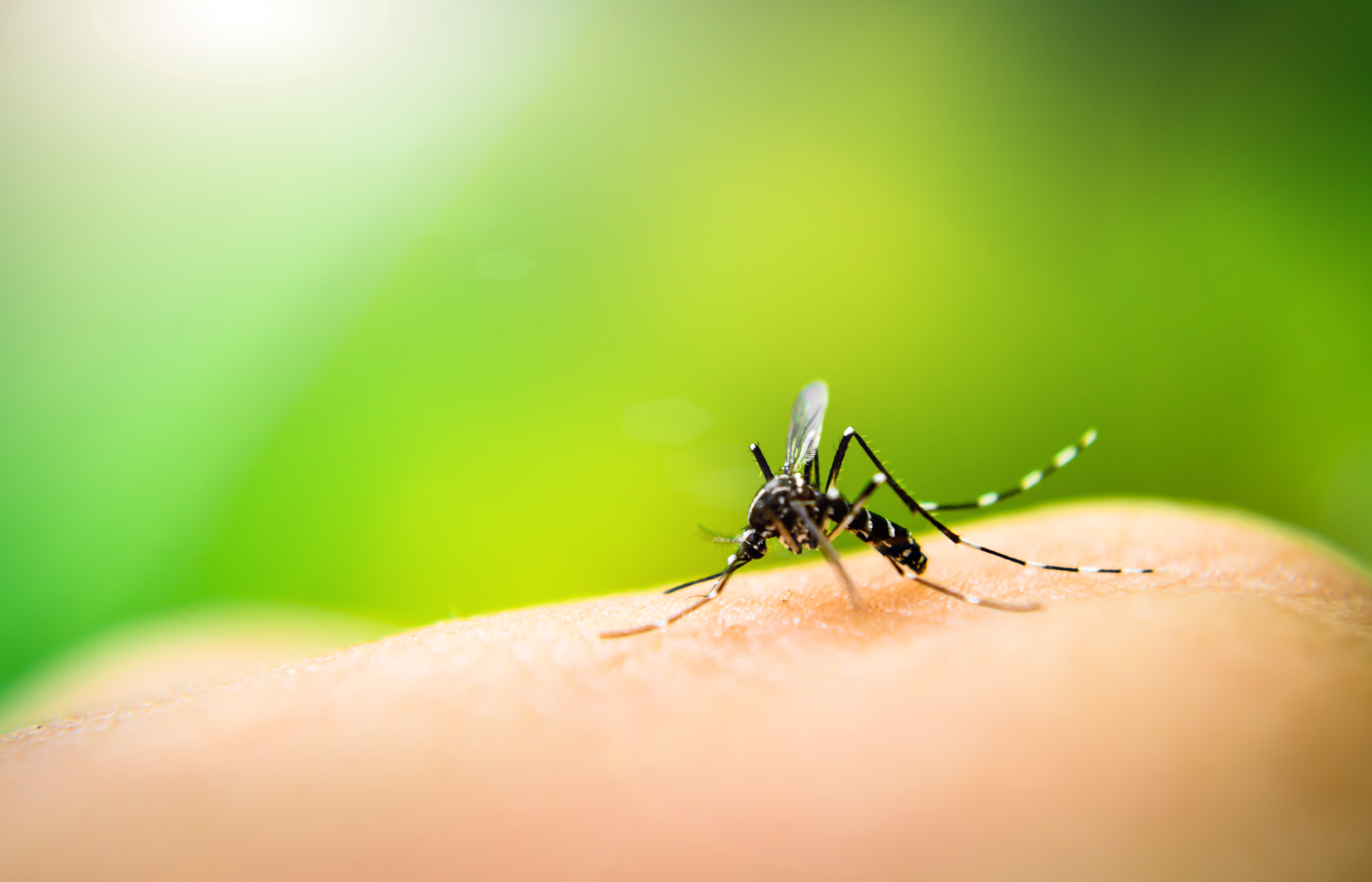 mosquitioes biting skin in maryland dc and virginia
