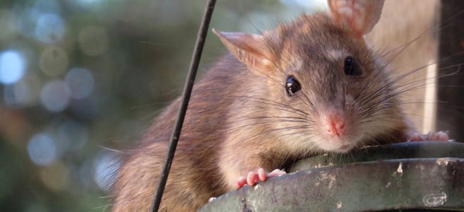 American Pest Rats And Mice Leave Signs Of Infestation Blog