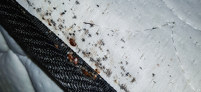 bedbugs droppings