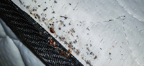 bed bugs on mattress and bed bug stains on mattress