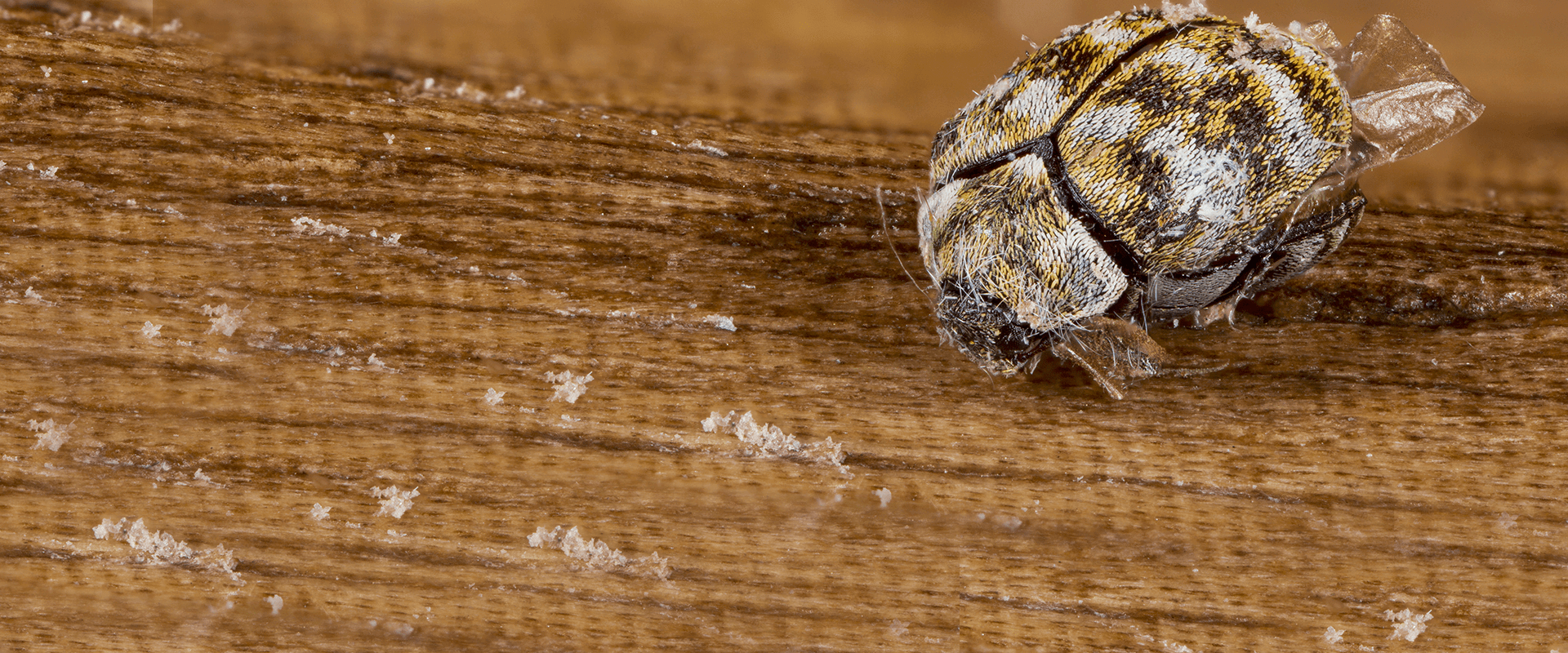 Do-It-Yourself Carpet Beetle Control
