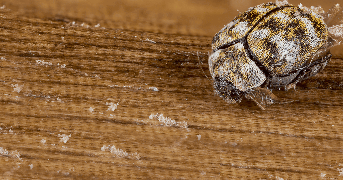 Carpet beetles are spring's uninvited guests