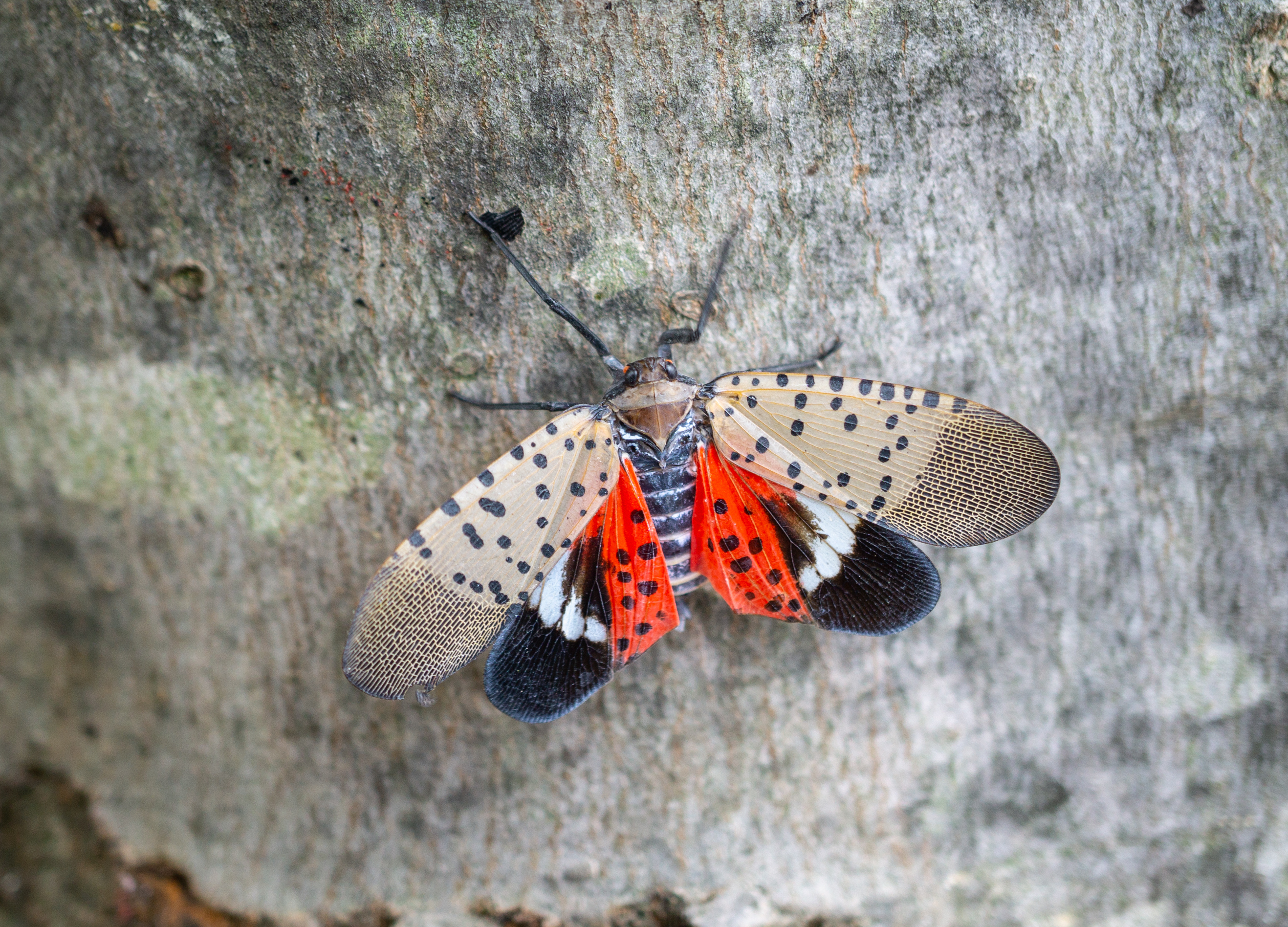 Spotted Lanternfly wings - moth like bug with spots on wings
