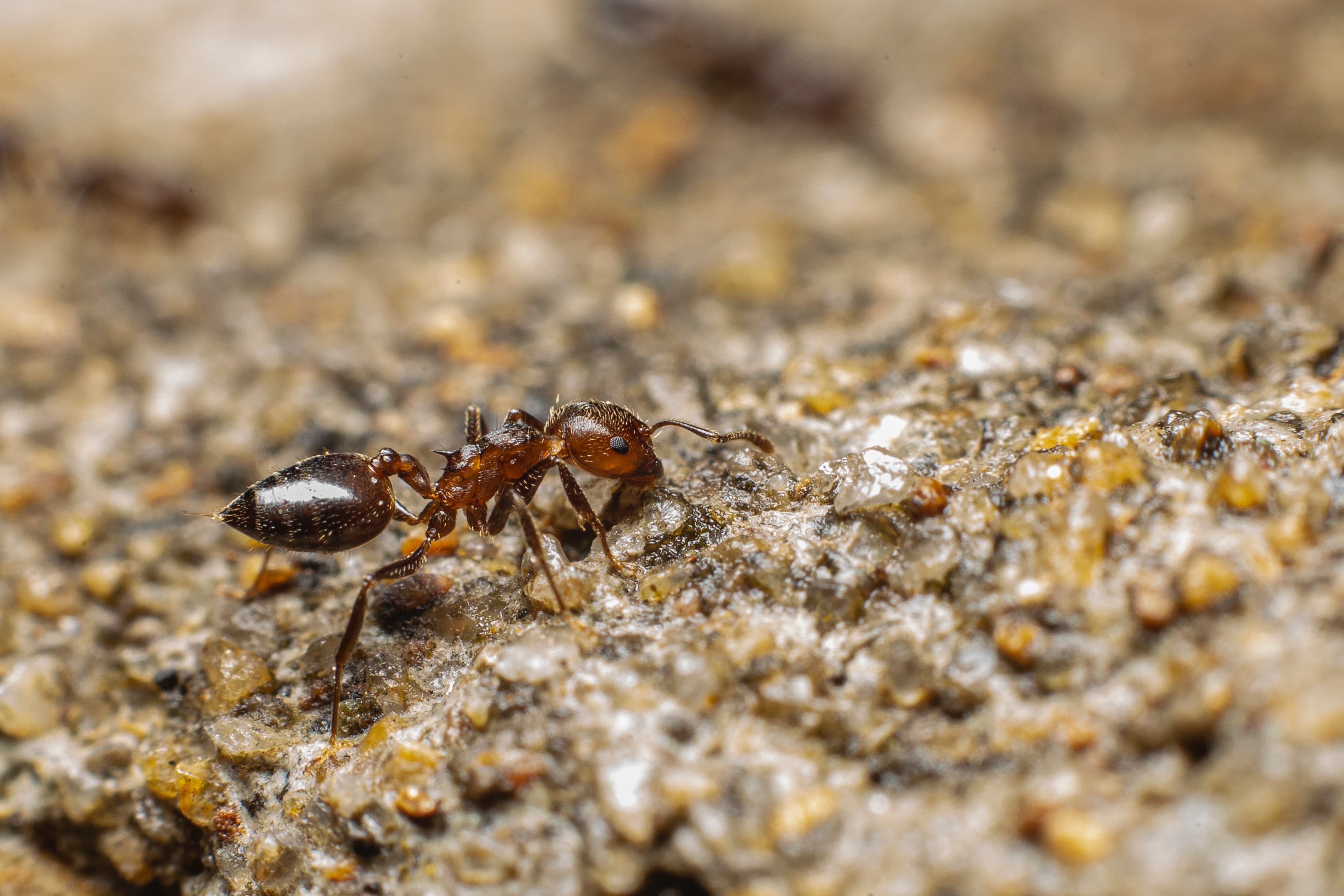 3 Steps To Getting Rid Of Ants