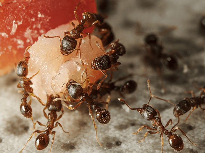 Ants don't have lungs. Due to their small size, ants don’t have room for a complex respiratory system like mammals. Instead, they have their own ways of respiration to help transport oxygen around their bodies.