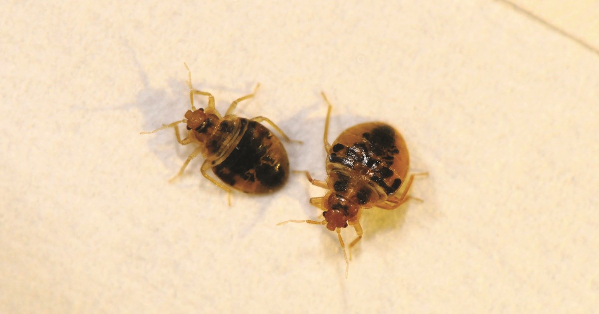 Bed Bugs  Pest Identification