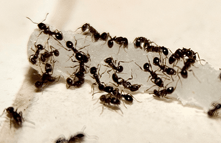 Ants In Dc