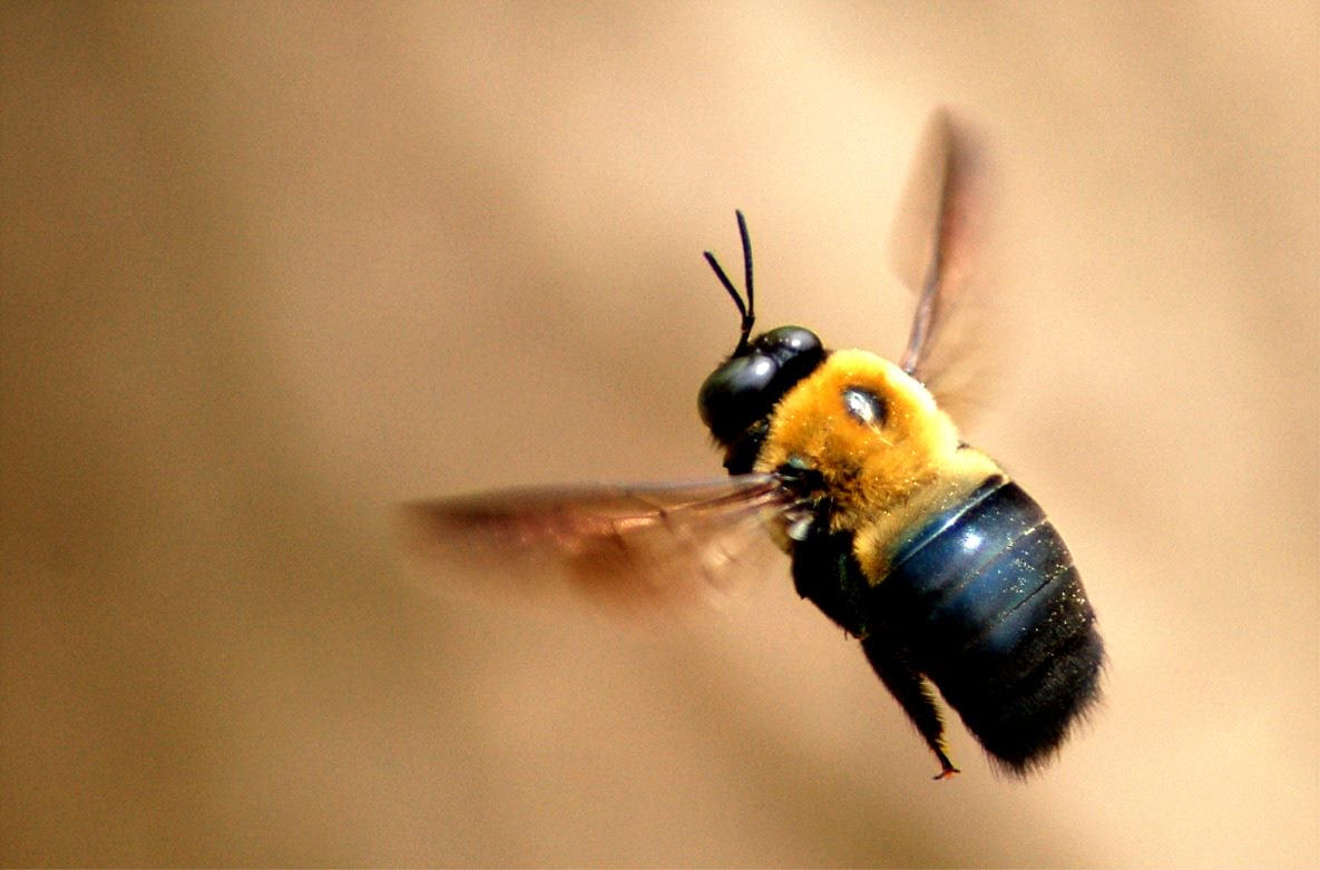 Carpenter Bee (2)