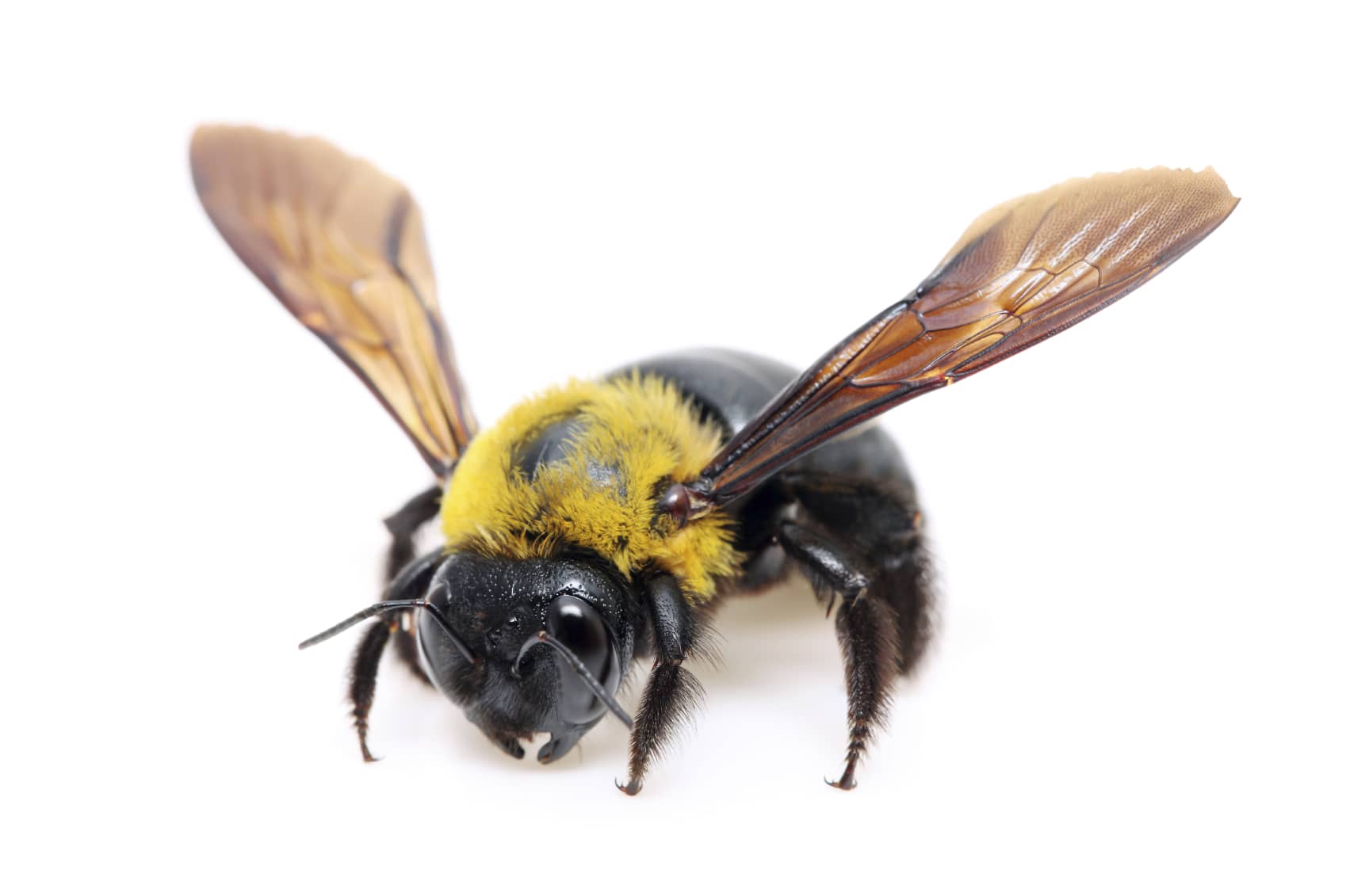 truth about carpenter bees