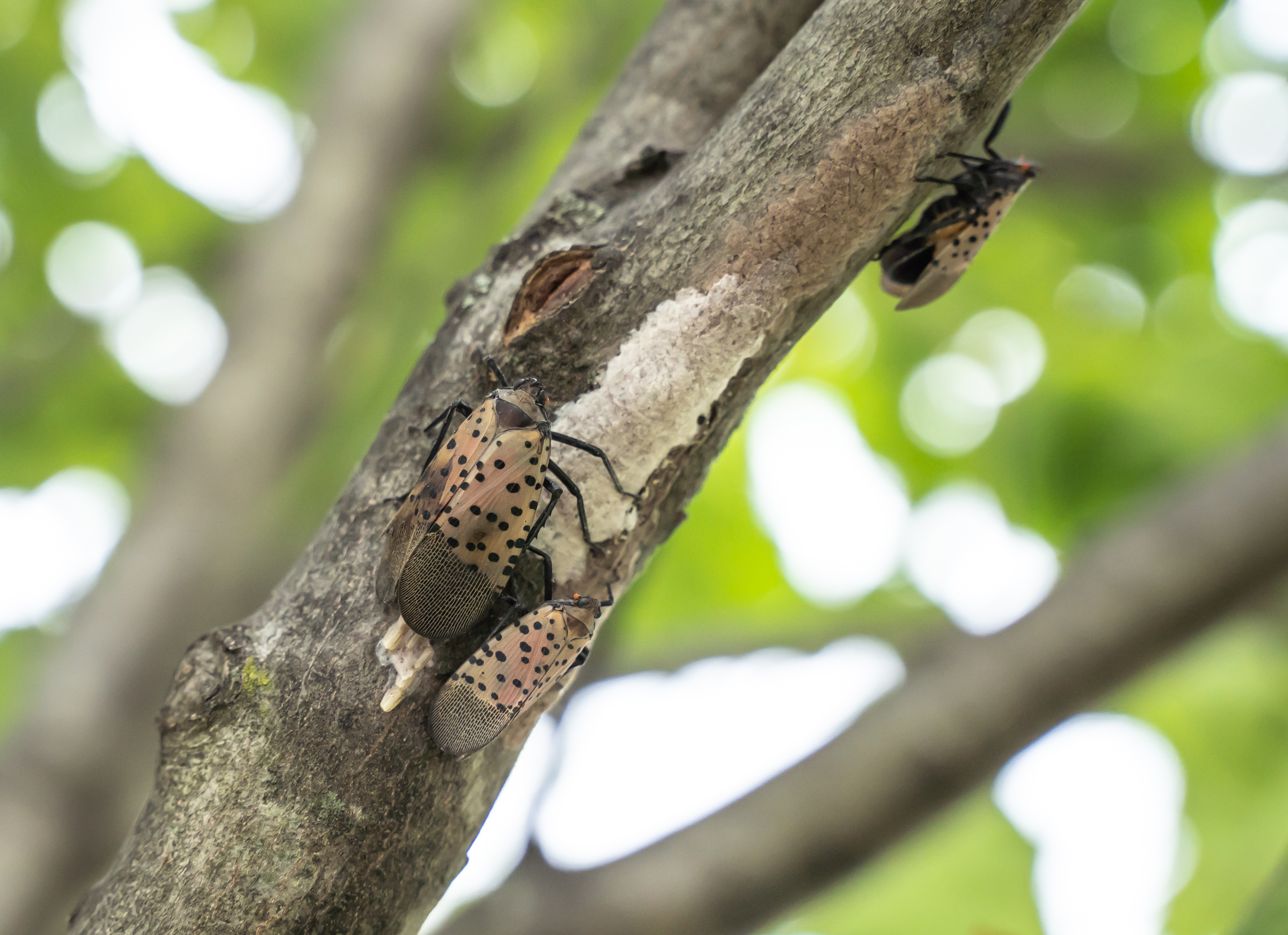 dried spotted lanternfly egg mass with spotted lanternflies