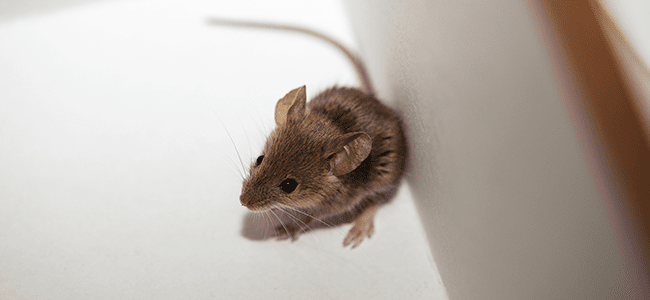 3 Things You Need To Know About Mice