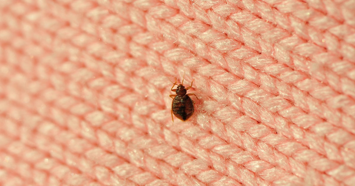 What Temperature Kills Bed Bugs Instantly?