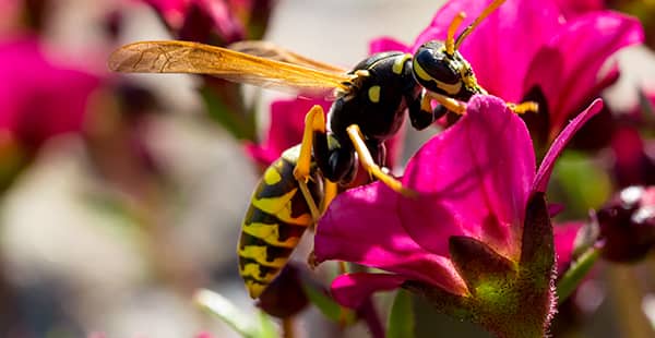Wasps In Spring
