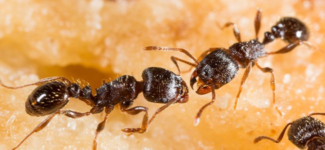 Pavement Ants On Food