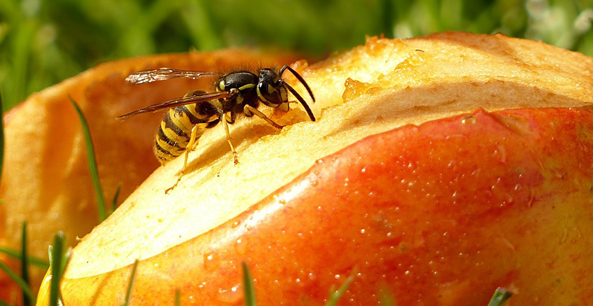 Why Yellow Jacket Love Summer