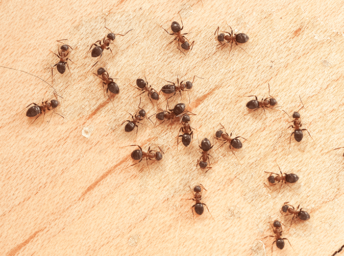 Ants are really strong. They have the ability to carry between 10 and 50 times their own body weight.