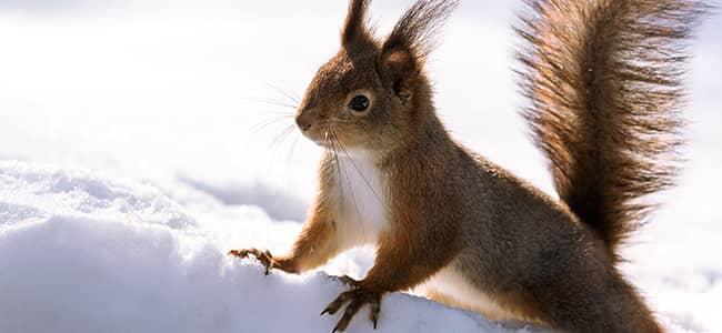 Winter Squirrel