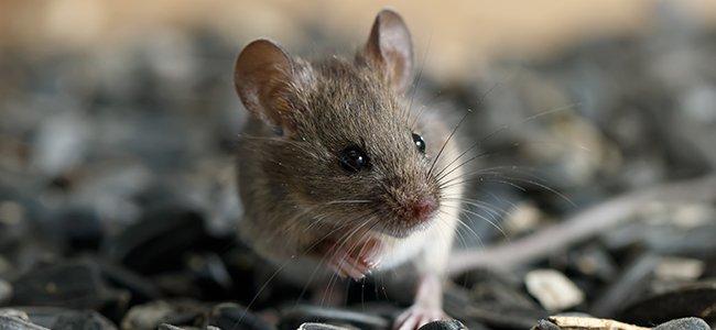 The Trick To Total Mouse Control For Your Maryland Home