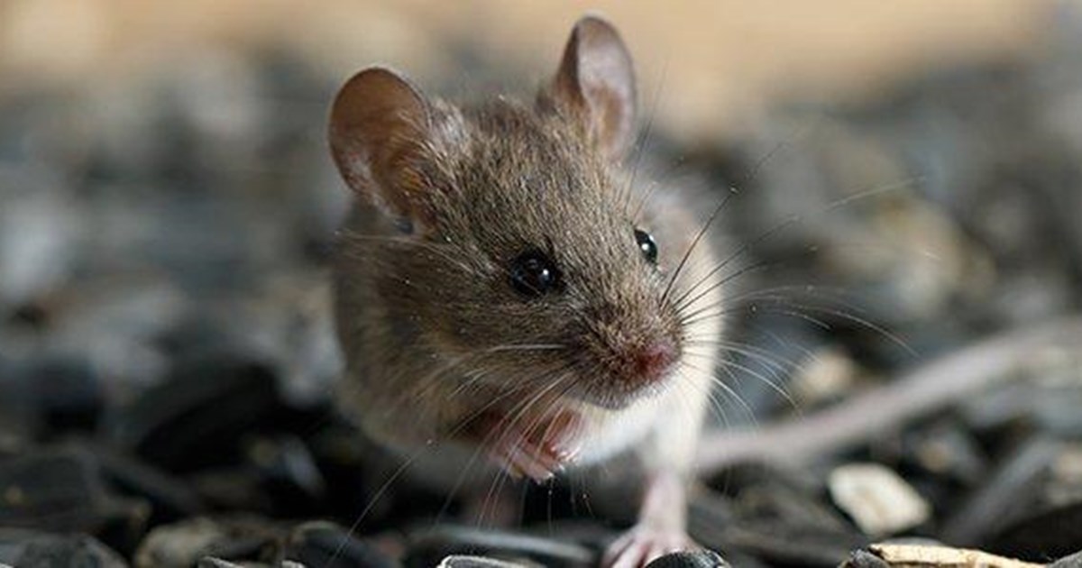How to Get Rid of Rodents in Walls and Attics During Winter - Anchor Pest  Control
