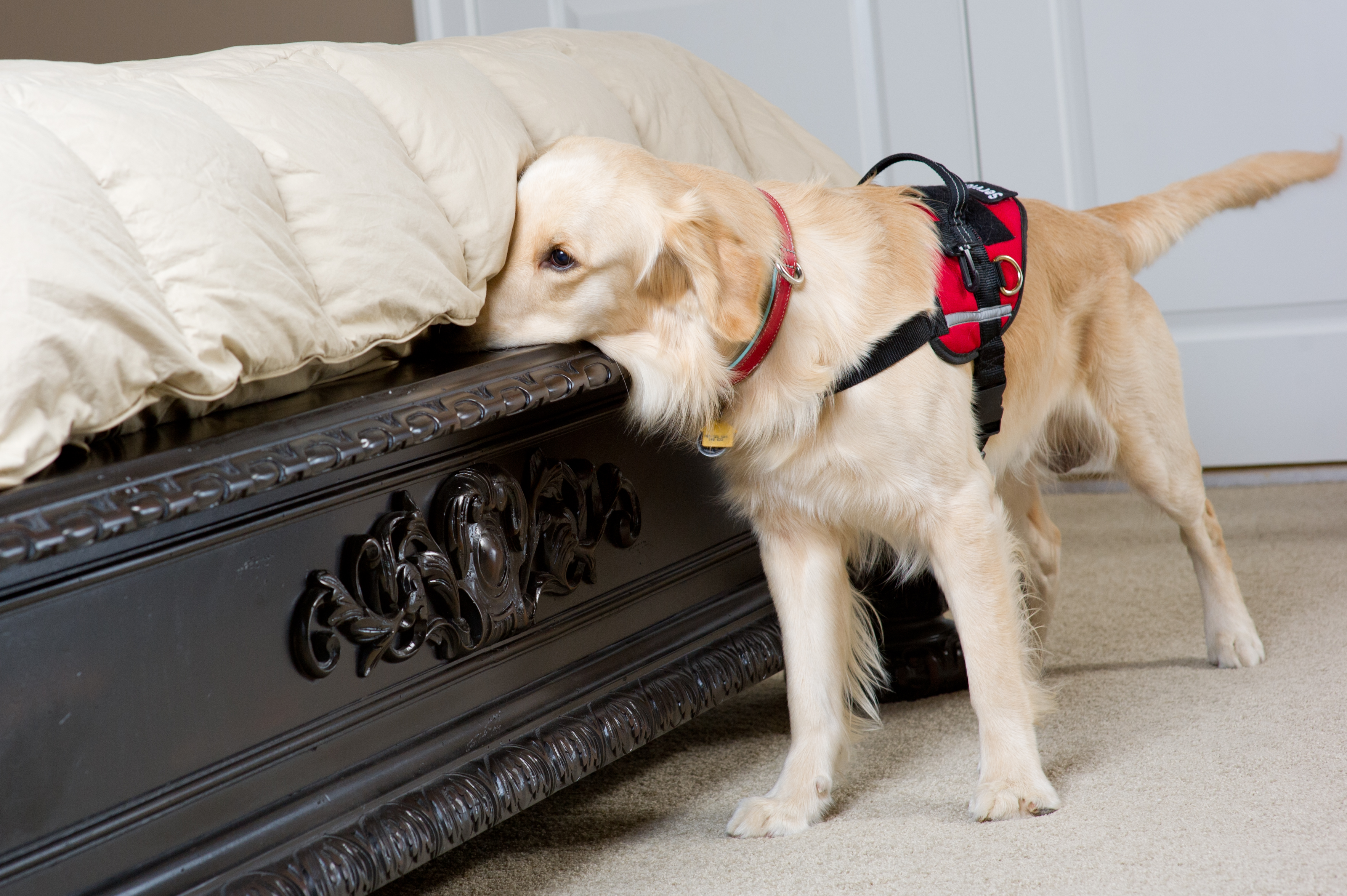k-9-inspection-for-bed-bugs