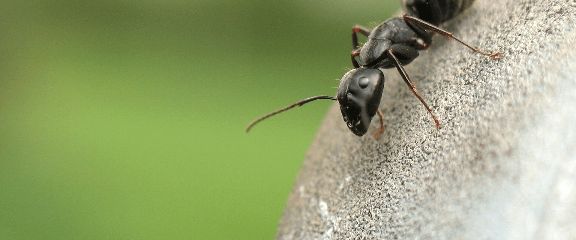 Ants In Maryland