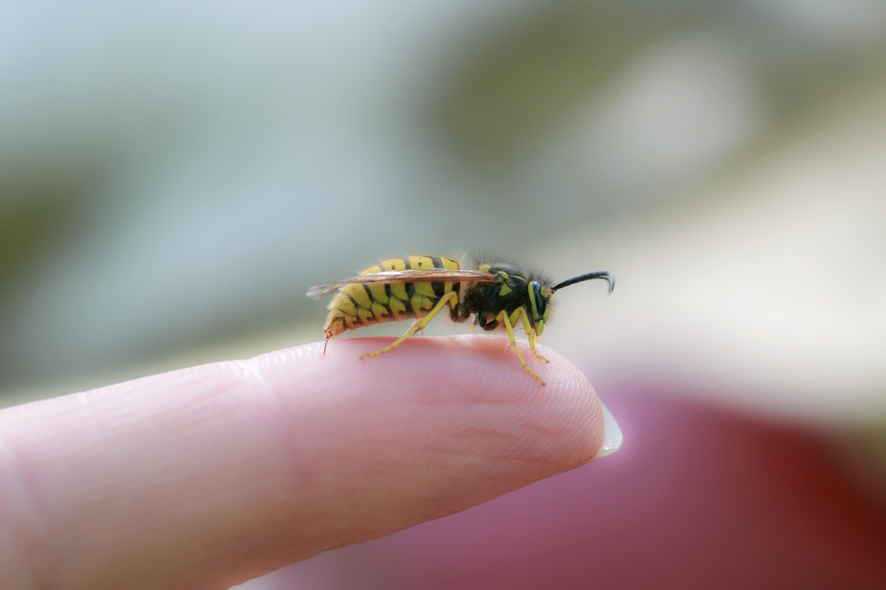Mad Truths About Bee Stings (1)