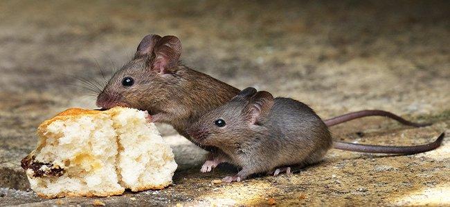 House Mouse Mice Eating Bread (1)