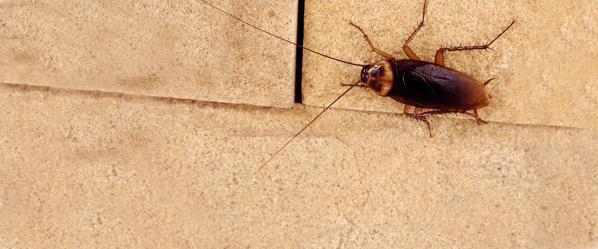 American Cockroach On Wall