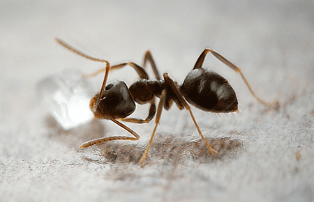 Odorous House Ants In Va