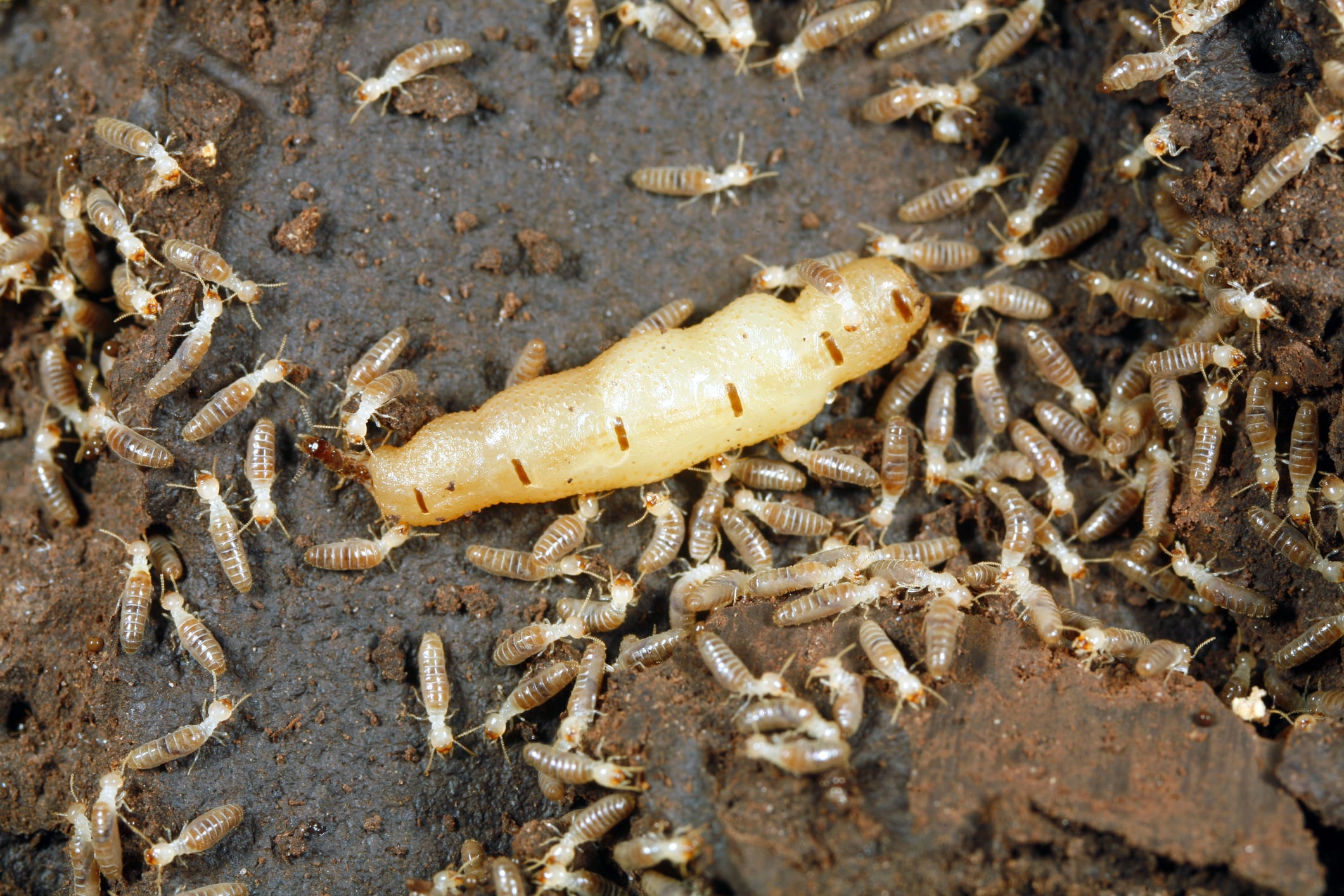 What Do Termites Look Like Post