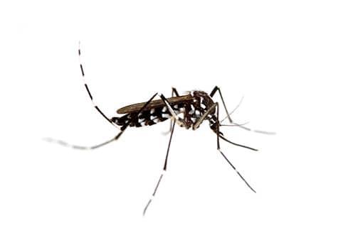 Asian Tiger Mosquito Up Close