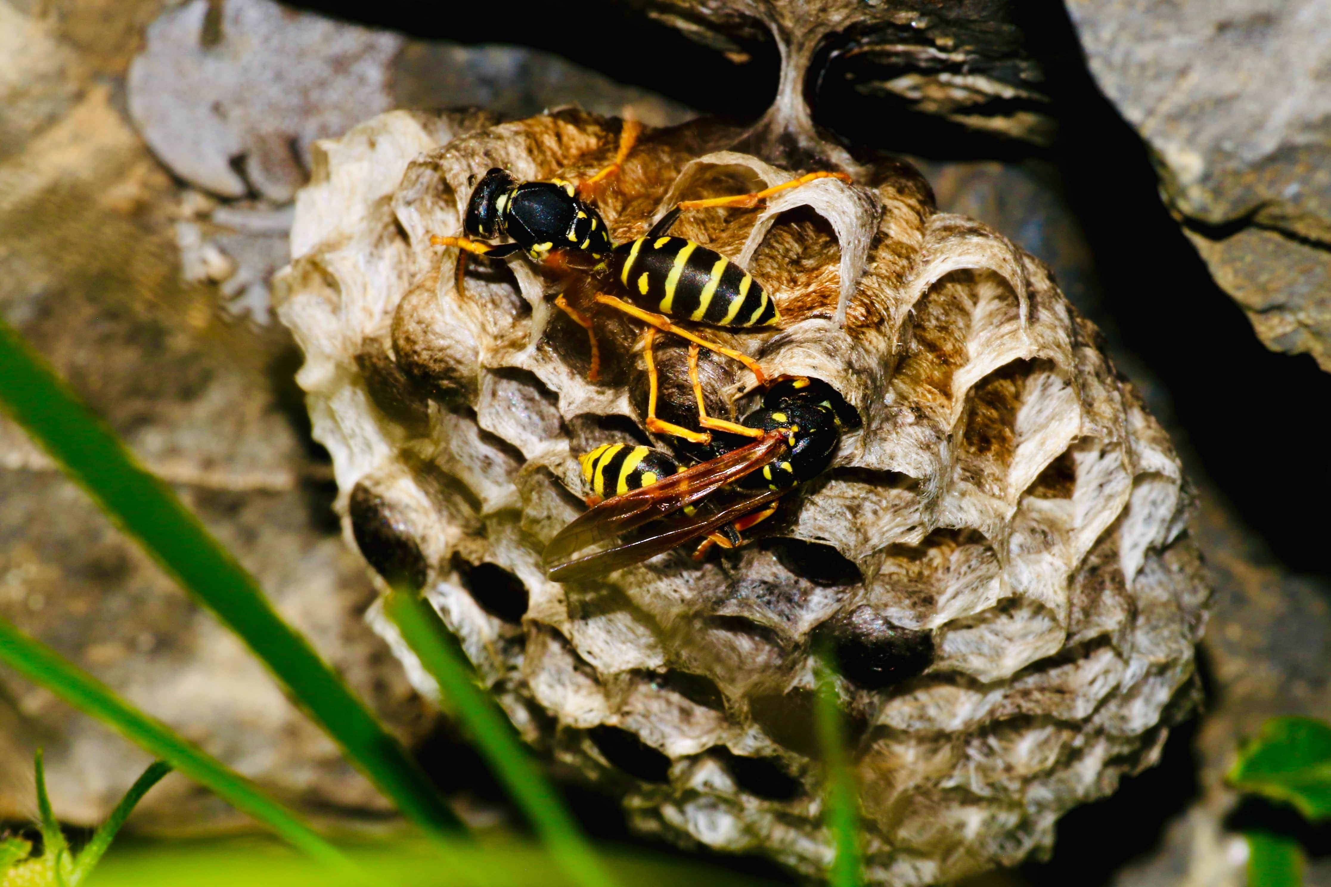 Deal With Wasp Nests On Your Property