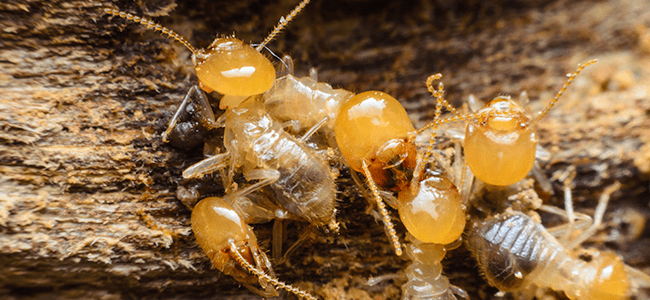 Termites Near Maryland Home