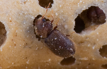 Drugstore Beetles In Dc