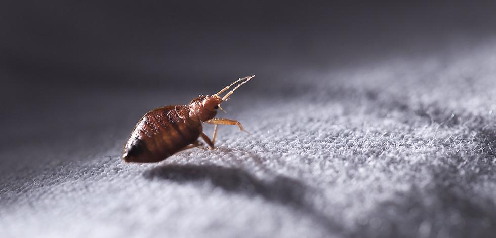 Bed Bugs In Maryland And Virgina Area