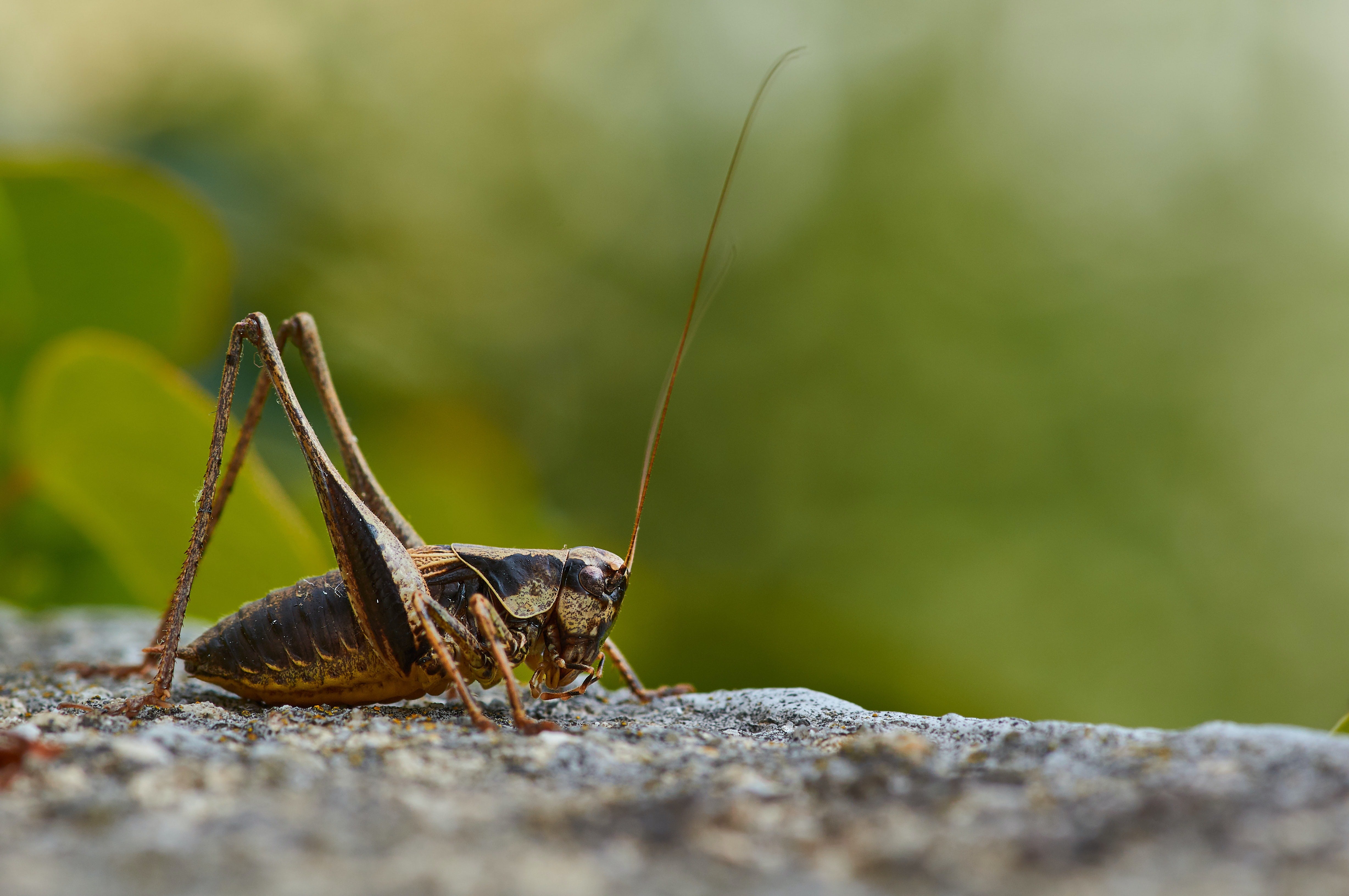 Are Crickets Harmful