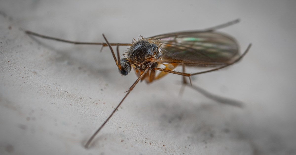 https://americanpest.net/media/ld3llujp/why-fungus-gnats-thrive-in-our-home.jpg?anchor=center&mode=crop&width=1200&height=630&rnd=132900346988670000