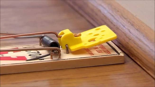 How to Choose the Best Mouse Trap