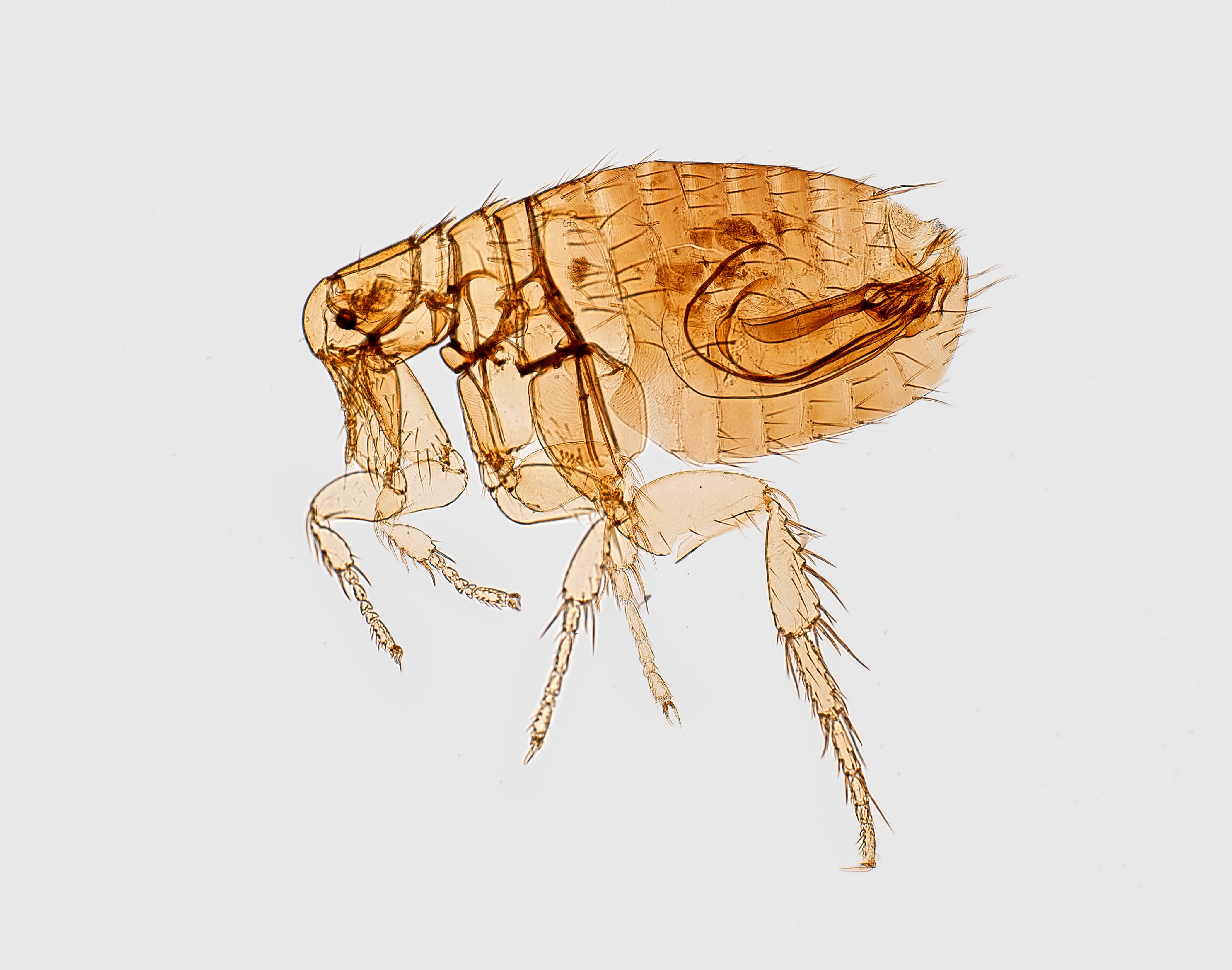 How To Control Fleas In The Home
