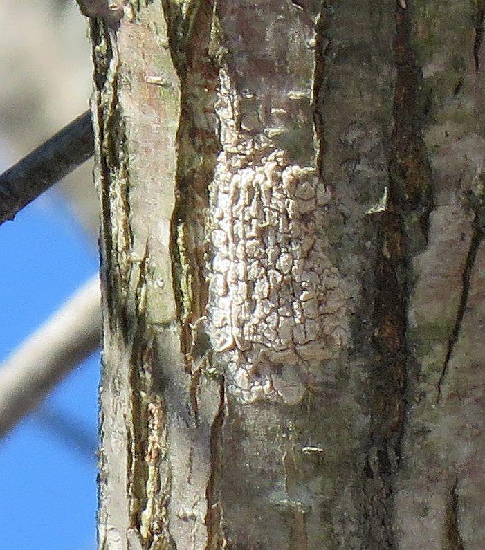 spotted lanternfly egg mass