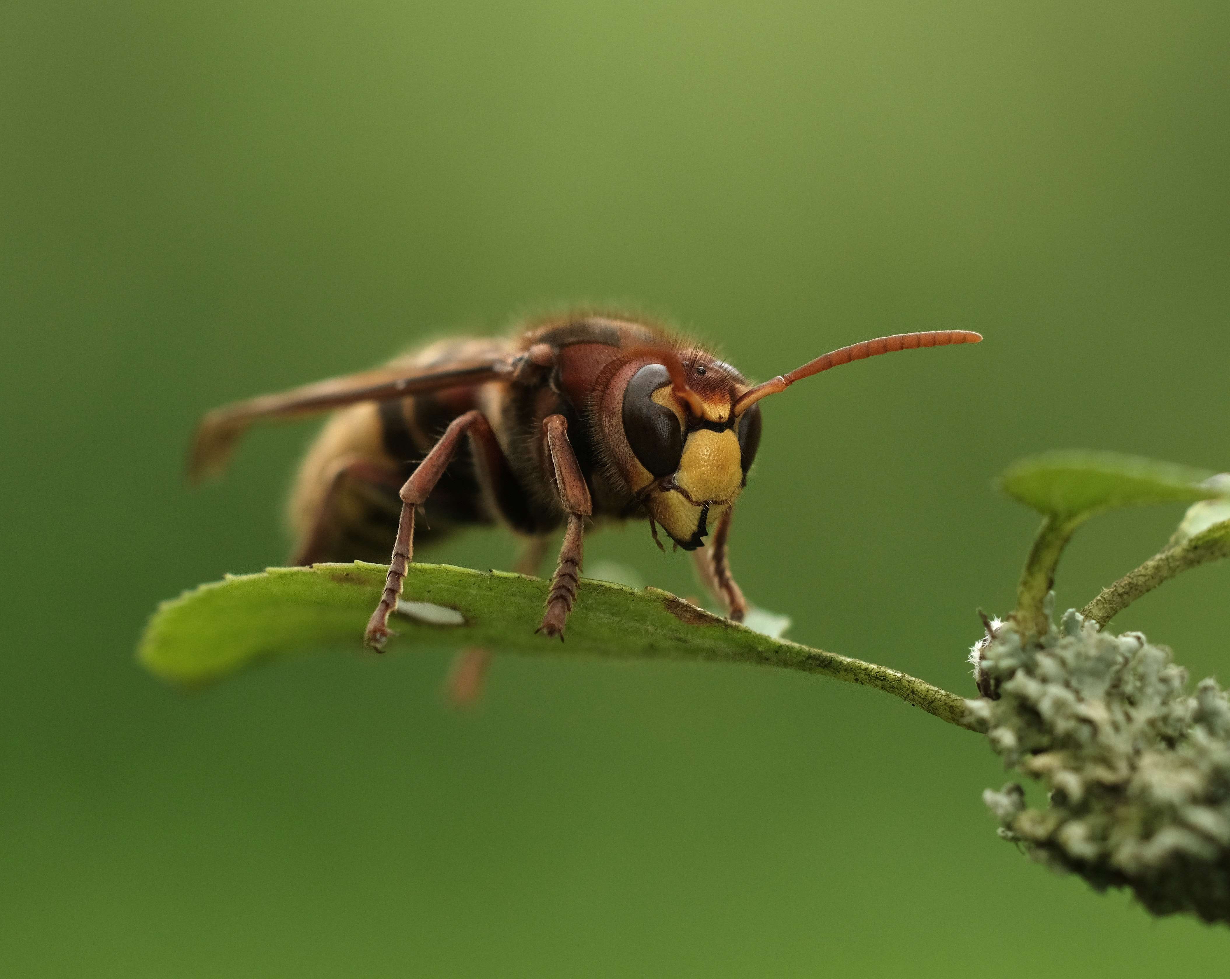 What Makes Hornets In Maryland Dangerous