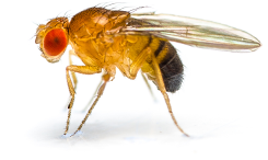 Fruit Fly (1)