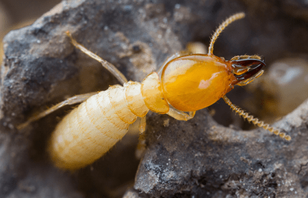 Termites In Va