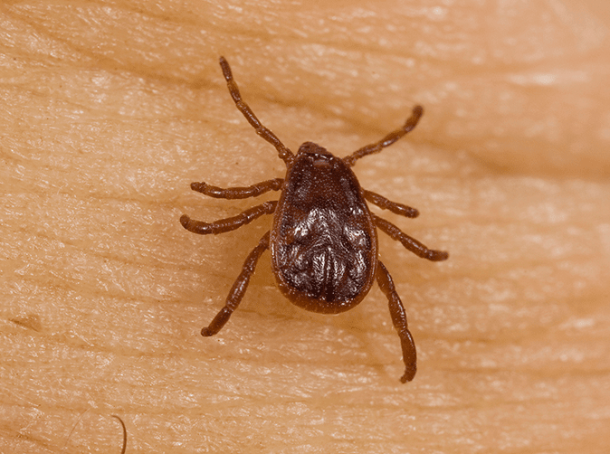 For the most part, ticks are not born carrying diseases. They acquire them during feeding and pass them along onto other animals (and humans) during subsequent feedings.